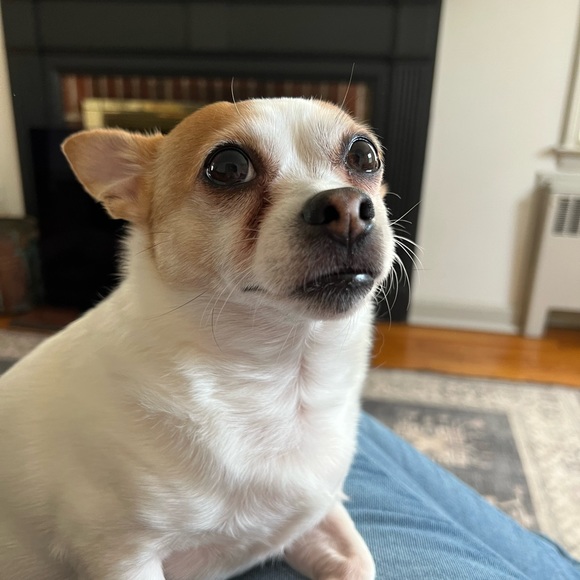 dogmom444